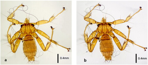 Figure 2. Morphological characteristics of female N. parvula: (a) the ventral of the N. parvula; (b) the dorsal of N. parvula (the photos were taken by JT Yang).