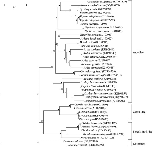 Figure 1. Maximum likelihood phylogenetic tree of Ciconia nigra and other representative Ciconiiformes species based on 13 protein-coding genes. Numbers associated with branches are BS > 75, and “★” represents nodes with 100% BS.