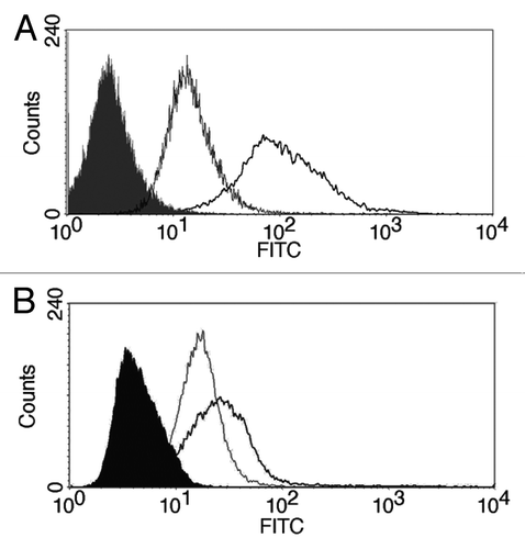 Figure 7. Binding of 2C5 antibodies. NCI-ADR-RES cells grown as spheroids (A) or monolayers (B) were incubated with 2C5 or control isotype-matching antibody. Solid: untreated cells, gray line: isotype-matching control, black line: 2C5 antibody.