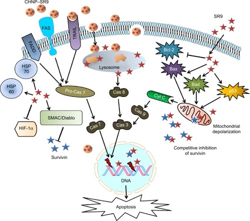 Figure 8 Anti-cancer mechanism of SurR9C84A (SR9).Notes: SR9 leads to competitive inhibition of endogenous survivin expression, which further leads to an increase in expression of pro-apoptotic proteins compared to anti-apoptotic proteins in the cytoplasm, which in turn induces lowering of mitochondrial potential and depolarization of mitochondria. Cytochrome-C is released from mitochondria into the cytoplasm, which leads to activation of casapse-3 via caspase-9, which in turn leads to apoptosis (intrinsic apoptosis pathway). The CHNP–SR9, on the other hand, causes activation of extrinsic apoptosis via activation of death receptors (TRAIL, FAS), which induces expression of caspase-7 and -8 that lead to apoptosis.Abbreviations: SR9, cell-permeable dominant negative survivin SurR9-C84A; CHNP, chitosan nanoparticles; DNA, deoxyribonucleic acid; Cyt C, cytochrome-C; HIF, hypoxia inducible factor; Cas, caspase; HSPs, heat shock protein; Smac, second mitochondria-derived activator of caspases.