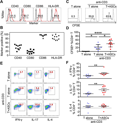 Figure 3 Septic ASCs promote healthy donor-born T cells proliferation and functions. (A) The expression of co-stimulatory molecules was analyzed by flow cytometry on gated CD27hiCD38hi ASCs. Septic ASCs are in red, isotypes are in black. The numbers in the gates represent cells percentages. (B) The statistical analysis of co-stimulatory molecules CD40, CD80, CD86, and HLA-DR on CD27hiCD38hi ASCs from 10 Septic patients. (C) CFSE-labeled CD4+ T cells isolated from a healthy donor were stimulated with or without plate-bound anti-CD3 Abs and mixed with septic ASCs at 2:1 ratio for 5 days. Representative results from 1 of 9 independent experiments are shown. Numbers on histograms represent the percentage of proliferating T cells. (D) The statistical analysis showing the percentage of proliferating CFSEloCD4+ T cells are significantly increased in the presence of septic ASCs than cultured alone (Student’s t-test, paired parametric test). (E) The percentage of IFN-γ-, IL-17- and IL-4-producing CD4+ T cells cultured with septic ASCs were measured by intracellular cytokines staining at day 5 after stimulation. The dot plots represent 1 of 9 independent experiments. (F) The summarized data for cytokines produced by CD4+ T cells under co-culture system with or without septic ASCs. Numbers represent the absolute change (∆) in percentage of IFN-γ-, IL-17- and IL-4-producing T cells upon addition of septic ASCs, compared to CD4+ T cells alone. *p < 0.05; **p < 0.01; ****p < 0.0001 by Dunn’s test with multiple comparison correction or by Wilcoxon matched pairs signed rank test. Error bars represent mean ± SEM.