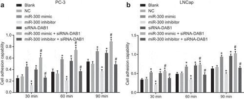 Figure 4. Down-regulated miR-300 decreases the adhesion of PC cells by targeting DAB1.