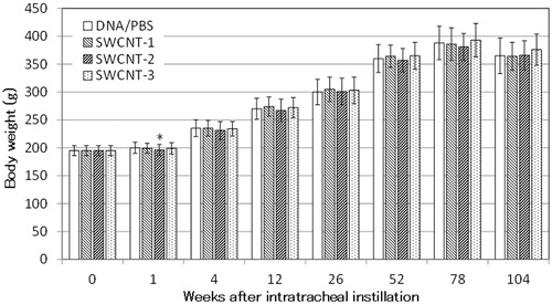 Figure 3. Bws of rats after a single intratracheal instillation of SWCNTs. Sixty animals were included in all groups at the beginning of the experiment. The number of rats remaining at 104 weeks was 41, 43, 41 and 37 in the DNA/PBS, SWCNT-1, SWCNT-2 and SWCNT-3 groups, respectively. The error bars indicate standard deviations. *Denotes significant differences (p ≤ .05, Fisher’s exact test) relative to the DNA/PBS group.