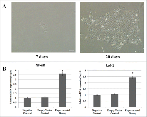 Figure 2. Cell transfection and expression of NF-κB and Lef-1. (A) G418-resistant fibroblast cells clone selection. Small colonies were formed in the presence of G418 on the 7th day of selection (left), whereas significantly larger colonies appeared after 20 days of selection (right). (B) The expression of NF-κB and Lef-1 in the three groups. Significant differences in NF-κB and Lef-1 expression between cells transfected with pcDNA3.1(+)-NF-κB and pcDNA3.1(+)-Lef-1, empty vector or negative control are shown (*P < 0.05 negative control vs. the experimental group and empty vector control). All data are normalized to GAPDH and calibrated based on the negative control, whose expression was considered 1 for all genes. The Y-axis is on a logarithmic scale.