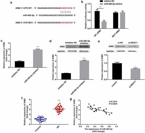 Figure 5. AIM2 is a miR-485-5p target. (a) the predicted binding sites of AIM2 in miR-485-5p were analyzed using the targetscan dataset. (d) the luciferase activity was assessed when co-transfected with WT-AIM2 or MUT-AIM2 and mimics or NC. (c) AIM2 was tested by RT-qPCR when inhibiting miR-485-5p. (D) AIM2 protein expression was detected using western blot when inhibiting miR-485-5p. (e) AIM2 protein levels were measured by western blot when knockdown of NEAT1. (f) AIM2 was measured in CD4+ T cells isolated from patients with PE and healthy pregnant women. (g) Correlation analysis between AIM2 and miR-485-5p expression in PE. ***P < 0.001. **P < 0.01