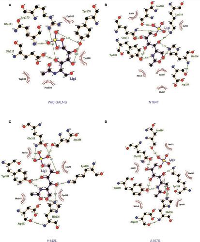 Figure S1 Docking results of G6S ligand and GALNS interactions using LigPlot+. Hydrogen bonds are represented by green dotted lines and distances between atoms are expressed in Angstroms. Residues involved in hydrophobic interactions are identified (surrounded by a red semicircle). (A) Intermolecular interaction of GALNS model with G6S, affinity energy of −5.9 kcal/mol; (B) intermolecular interaction of p.Asn164Thr model (indeterminate form) with G6S, affinity energy of −5.2 kcal/mol; (C) intermolecular interaction of p.His142Leu model, variant involving a catalytic site residue (severe form) with G6S, affinity energy of −5.1 kcal/mol; (D) intermolecular interaction of p.Ala107Ser model, new variant (severe form) with G6S, affinity energy of −5.2 kcal/mol.