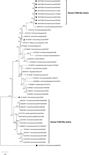 Figure 4. Phylogenetic analysis of the H9N2 Y280-like field isolates based on the nucleotide sequences of the neuraminidase (NA) gene. The tree was constructed by the maximum likelihood (ML) method with Mega version 10. Black dots indicate H9N2 field isolates from this study. The A/chicken/Shandong/1844/2019 strain is indicated by a white dot. The representative strains for the Y280-like lineage, Y439/Korean lineage and G1 lineage are indicated by a black triangle, diamond and a reversed white triangle, respectively. The NA gene of the A/chicken/Korea/580/2006 strain (black square) is known to have the highest sequence identity with the Korean live bird market H3N2-like lineage, not with H9N2 strains (Lee et al., Citation2012). Sequence data of the new H9N2 field isolates were submitted to GenBank under the accession numbers MW570852-MW570859.