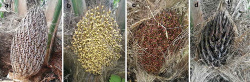 Figure 1. Phenological stages (PS) for the plant hormone application and evaluation. A. PS 603 (Pre-anthesis 3). B. PS 607 (anthesis). C. 7 days after anthesis (7 daa). D. 14 days after anthesis (14 daa)