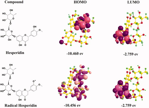 Figure 10. The highest occupied molecular orbital (HOMO) distribution and lowest unoccupied molecular orbital (LUMO) distribution of hesperidin radical molecules.