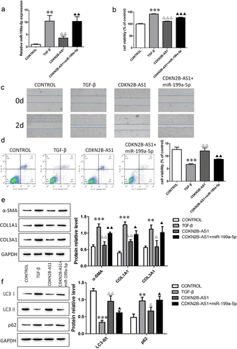 Figure 5. The CDKN2B-AS1/miR-199a-5p axis regulates the evolution of fibrosis. a: RT–qPCR was used to determine the expression level of miR-199a-5p. b, c: CCK-8 and wound healing assay detection of cell proliferation and migration ability. d: Flow cytometric analysis of cell apoptosis. e, f: The protein expression levels of α-SMA, COL1A1, COL3A1, LC3I, LC3II, and p62 were determined by Western blotting. ***p < 0.001 and **p < 0.01 compared with the CONTROL group; ***p < 0.001, **p < 0.01, and *p < 0.05 compared with the TGF-β group; ***p < 0.001, **p < 0.01, and *p < 0.05, compared with the CDKN2B-AS1 group. TGF-β: TGF-β-induced group, CDKN2B-AS1: TGF-β-induced with CDKN2B-AS1-overexpression group, and CDKN2B-AS1+ miR-199a-5p: TGF-β-induced with CDKN2B-AS1- and miR-199a-5p-overexpression group. Data are presented as means ± SD (n = 3).