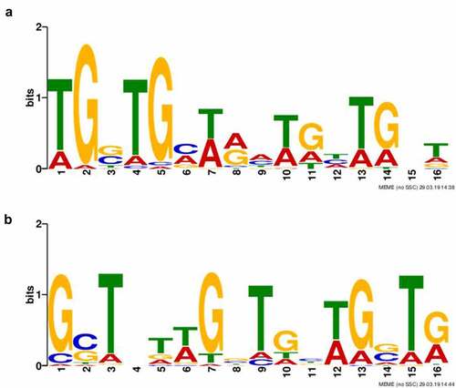Figure 2. Identification of HU protein binding motifs. Two different HU protein binding motifs depending upon growth conditions ((a) standard growth conditions and (b) oxidative stress conditions) were found using the Multiple EM for Motif Elicitation (MEME-ChIP) tool (v5.0.2). Binding motifs were found in all target sequences identified using ChIP-seq.