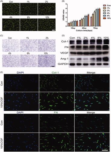 Figure 3. CGF promotes proliferation, migration, and differentiation of GMSCs. (A) Live/dead staining assay for GMSCs cultured in different concentrations of CGF. Scale bars: 100 μm. (B) CCK8 assay for GMSCs cultured in different concentrations of CGF at days 1, 4, and 7. (C) Transwell assay for GMSCs cultured in different concentrations of CGF. Scale bars: 100 μm. (D) Western blot assay to assess the expression of Col-1, FN, VEGF, and ANG-1 proteins in GMSCs treated with different concentrations of CGF at 48 h. (E) Representative images of GMSCs treated with different concentration of CGF were subject to immunofluorescence to assess the expression of FN and Col-1. Scale bars: 100 μm. *p < .05; #p < .01.
