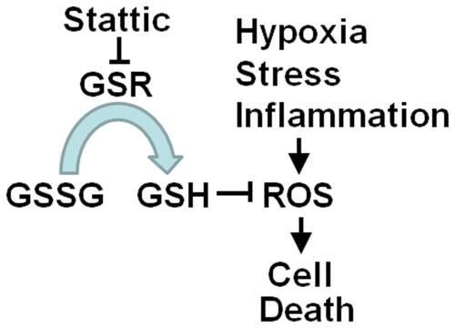 Figure 8 Model of the pathway by which Stattic induces ROS-dependent cell death. Stattic inhibits the enzymatic activity of GSR, resulting in a decrease in GSH, leading to accumulation of ROS and finally eliciting cell death.