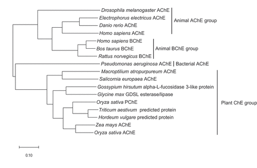 Figure 2. Phylogenetic tree derived from the analysis of amino acid sequences of the cholinesterase genes in various organisms. The scale bar indicates the number of amino acid substitutions. GenBank accession numbers used in the analysis are as follows: Drosophila melanogaster AChE, X05893; Electrophorus electricus AChE, AF030422; Danio rerio AChE, NM_131846; Homo sapiens AChE, M55040; Homo sapiens BChE, NM_000055; Bos taurus BChE, NM_001076906; Rattus norvegicus BChE, AF244349; Pseudomonas aeruginosa AChE, KF981438; Macroptilium atropurpureum AChE, AB294246; Salicornia europaea AChE, AB489863; Gossypium hirsutum alpha-L-fucosidase 3-like protein, XM_016837348; Glycine max GDSL esterase/lipase, XM_003554018; Oryza sativa PChE, AK071404; Triticum aestivum predicted protein, AK451334; Hordeum vulgare predicted protein, AK366643; Zea mays AChE, AB093208; Oryza sativa AChE, AK073754