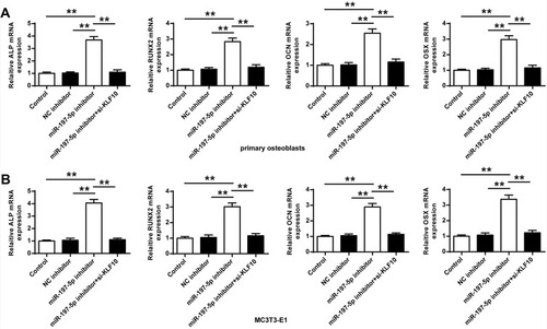 Figure 4 mRNA expression of OCN, RUNX2, ALP and OSX (A) in primary osteoblasts (B) in MC3T3-E1 cells. N = 3. ** P <0.01.