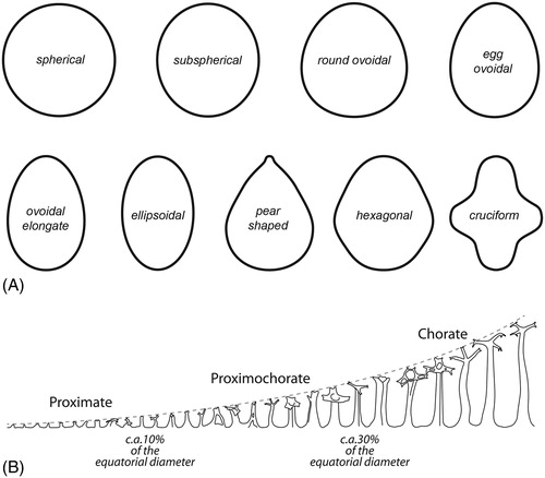 Figure 3. (A) Schematic illustrations of cyst ambitus shapes. (B) Categorizing of Spiniferites cysts according to their relative processes length.