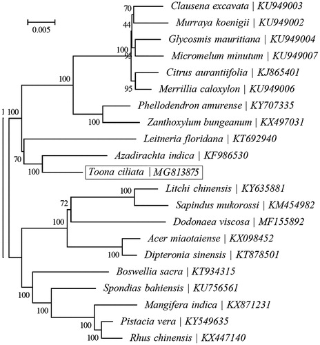 Figure 1. ML phylogenetic tree based on 21 complete cp genome sequences. The bootstrap values are indicated next to the branches.