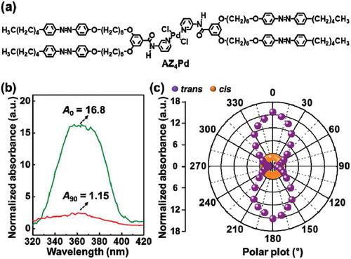 Figure 2. Chemical structure of AZ4Pd with four azobenzene groups connected by an organopalladium bridge (a). Absorption spectra aligned AZ4Pd sample with polariser at 0° and 90° (b). Polar plots of the absorption change by rotating the polarised axis of incident light with UV and Vis light irradiation (c). Reproduced with permission [Citation37].