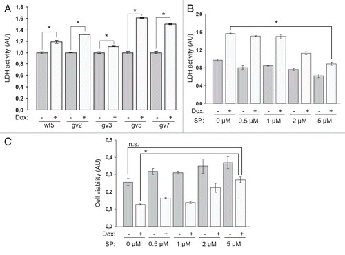 Figure 2 Expression of Chp results in PC12TetOn cell death. (A) Quantification of LDH release from PC12TetOn clones grown for 3 days on collagen IV in 96-well plate in the presence (+) or absence (−) of DOX. Data are presented in arbitrary units (AU) of LDH activity as mean values of three independent measurements ± SD indicated by error bars. LDH release from non-treated cells (−) is set as 1.0. The data are representative of at least two independent experiments for each clone. An unpaired t-test was used to calculate two-tailed p-value. Expression of both wild type (wt5 clone) and active form (gv2, gv3, gv5 and gv7 clones) of Chp resulted in statistically significant increase in cytotoxicity of PC12TetOn clones. *p < 0.005. (B) LDH release from gv5 cells cultured as in (A) but in the presence of different concentration of SP600125 (SP; 0, 0.5, 1, 2 and 5 µM). Data are presented in arbitrary units (AU) of LDH activity as mean values of three independent measurements ± SD indicated by error bars and are representative of two independent experiments. Treatment with 5 µM SP600125 has led to a statistically significant decrease in LDH release from gv5 cells compared to untreated cells. *p < 0.0001. (C) Quantification of gv5 cell viability. Cell viability was determined in the same experimental wells that were used for LDH activity measurement in (B). Data are presented in arbitrary units (AU) of cellular dehydrogenase activity as mean values of three independent measurements ± SD indicated by error bars. Treatment with 5 µM SP600125 (SP) along with DOX restored viability of gv5 cells. *p = 0.0001; n.s.—the difference is not statistically significant.