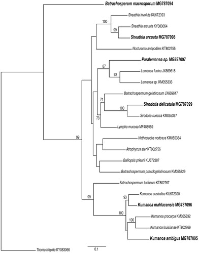Figure 2. ML tree based on COI mitochondrial gene sequences showing the relationship among members of the Batrachospermales sequenced in this study (in bold) and available in GenBank with their respective accession numbers. Thorea hispida was used as an outgroup. Support values are shown as bootstrap; branches with no values had support levels <70%.