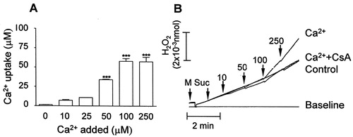 Figure 1. Calcium uptake (A) and calcium-stimulated ROS (H2O2) generation (B) in mitochondria isolated from rat liver. (A) Mitochondria (0.5 mg protein/ml) were energized with 5 mM succinate (+2 µM rotenone) in a standard medium consisting of 125 mM sucrose, 65 mM KCl, and 10 mM HEPES-KOH pH 7.4, at 30°C; calcium (Ca2+) was determined with arsenazo III as described in Materials and methods. (B) Mitochondria were incubated in the standard medium at 30°C and H2O2 was determined with the Amplex Red probe/HRP as described in Materials and methods. Additions: standard medium + Amplex Red probe/HRP (base line); Mitochondria (M) + 2 µM rotenone + 100 µM EGTA + 5 mM succinate (Suc) (Control); M + 2 µM rotenone + Suc + 10–250 µM calcium (Ca2+). Bars are average ± SEM and traces are representative experiments.