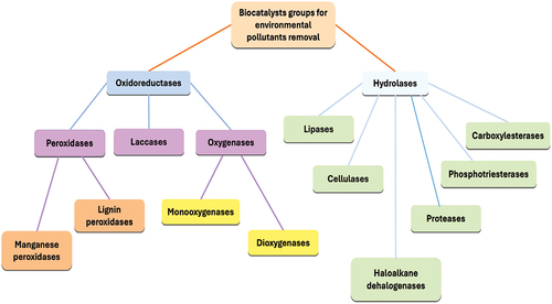 Figure 4. Biocatalyst groups used in wastewater treatment [adapted from 50].