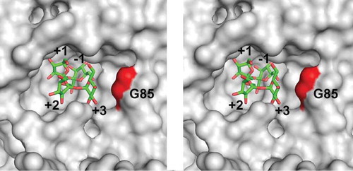 Figure 3. Stereo view of the catalytic cleft of AkFFase. The model of nystose (green) is obtained from PDB entry 3LEM, and placed on the structure of AkFFase (PDB ID, 5XH8).Subsite numbers are indicated from −1 to +3.