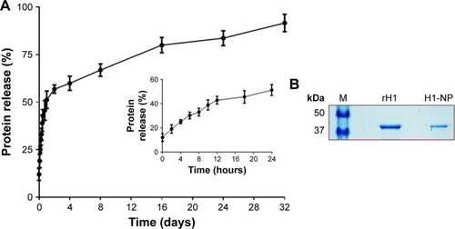 Figure 2 In vitro release profile of H1 protein from H1 NPs.Notes: (A) H1 NPs suspended in PBS (50 mg/mL, pH 7.4) were incubated at 37°C for indicated time periods, and the release of H1 fusion protein was estimated by micro-BCA assay. The experiment was done in triplicate. The initial burst release caused >40% of the fusion protein to be released within 12 hours (inner graph), followed by slower-release kinetics that reached ~90% of fusion-protein release by 32 days (outer graph). (B) The purified recombinant H1 protein from H1 expressing Escherichia coli cells (Ni–nitrilotriacetic acid chromatography) that was used for or the preparation of H1 NPs by water-oil-water method (middle lane). The protein recovered from H1 NPs after 32 days of in vitro release (right lane) and protein molecular weight ladder (left lane) were subjected to 10% SDS-PAGE followed by Coomassie blue staining.Abbreviation: NPs, nanoparticles.