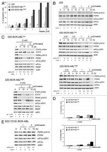 Figure 2. Induction of cell death by imatinib leads to inhibition of the PERK-eIF2α phosphorylation pathway in mouse BCR-ABL-transfected cells. (A) Apoptosis determined by the Annexin V test in cells incubated with imatinib. (B) Expression of PERK, PERK-pY615, eIF2α or eIF2α-pS51 proteins in cells incubated with imatinib. (C) Expression of STAT5, STAT5-pY694, PERK, PERK-pY615, eIF2α or eIF2α-pS51 proteins and PARP cleavage in cells pre-incubated with caspase inhibitor Z-VAD, followed by imatinib. (D) Inhibition of apoptosis by Z-VAD treatment in cells incubated with imatinib at different concentrations. Percentage of apoptotic cells (upper panel) was determined by using the Annexin V test, and percentage of dead cells (lower panel) was determined by propidium iodide exclusion test. The percentage of apoptotic or dead cells is shown as mean ± SEM of three independent experiments. (E) Expression of PERK, PERK-pY615, eIF2α or eIF2α-pS51 proteins in 32D-T315I BCR-ABL cells. The ratio of phosphorylated to total eIF2α protein is indicated (P/T). The ratio was set to 1 for “0” time point (untreated).