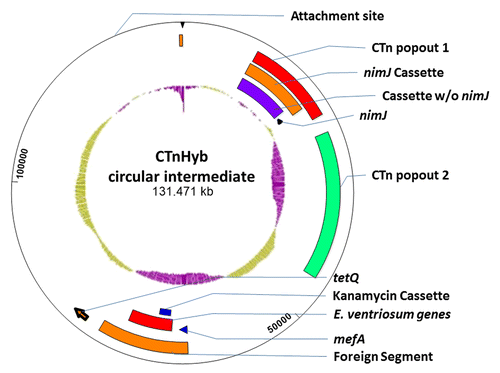 Figure 4. CTnHyb: Circularized form and predicted nested ICEs. Circular intermediates were detected in HMW 615, and in 4 isolates of BF638R/CTnHybL using CTnHyb/BF 638R Junction primers at either end of CTnHyb (Primers 2783 and 2784). The continuous sequence was generated using 4 GenBank files consisting of 1) the known Broad sequence within supercontig 1.1, an unannotated transpose downstream of the predicted HMPREF1204_0001, a short nucleotide segment and the sequence within supercontig 1.3 (we obtained the 2nd and 3rd sequence from manual PCR and sequencing). The GenBank files were concatenated using the SeqNinja program (DNA Star) and the generated sequence was annotated and visualized with the SeqBuilder program (DNA Star). The inner most circle is the GC% (green is higher than average BF GC % and purple is lower than average BF GC %). The predicted attachment site, the nimJ, mefA and tetQ genes and the predicted nested ICEs are indicated on the figure. 1) CTnHyb “Popout 1”: (missing in CTnHybS) 12466 bases long, extending from HMPREF1204_00014 to HMPREF1204_00001 of contig 1.1 and the unannotated transposase and HMPREF1204_02924 to HMPREF1204_02926 of contig 1.3); 2) NimJ cassette, 9955 bases, present in 3 copies in BF HMW 615; 3) Cassette (minus nimJ) is found in other BF strains; 3) nimJ gene; 4) CTnHyb “Popout 2 (missing in CTnHybS): 20,933 bases long; extending from HMPREF1204_02928 to HMPREF1204_02946; 5) The “foreign segment” extends from HMPREF1204_2965 to HMPREF1204_2980; 6) mefA (HMPREF 1204_02965, 1232 bp) is a 95% match to mefA genes on ICEs from Staphylococcus, Streptococcus, and EnterococcusCitation10, and a close mefA homolog was also found in CTnGermCitation11; 7) Eubacterium ventriosum cassette (7178 bp not counting the kanamycin cassette within); 8) kanamycin cassette (1517 bp); HMPREF1204_2969-HMPREF1204_2971 is 100% match to nucleotide regions on ICEs from Streptococcus. However, the transposase (HMPREF 1204_02971) in the “kanamycin cassette” is not homologous to the Staphylococcus or Enterococcus transposases, but is hom0logous to a transposase from Blautia hansenii—a novel genus of Gram-positive, anaerobic, non-sporulating coccobacillus-shaped bacteria that includes several former coccobacillary shaped species of Clostridia and Ruminococcus.Citation12 HMPREF 1204_02971 is truncated at a 10 bp palindrome (ACTTCCGCCG, bp 195–204 and 218–227 within HMPREF 1204_2970) which is characteristic of transposase insertions. Bacterial repetitive extragenic palindromic sequences are known DNA targets for Insertion Sequence elements.Citation13 This palindrome, however, is contained within the coding region of HMPREF1204_02971.