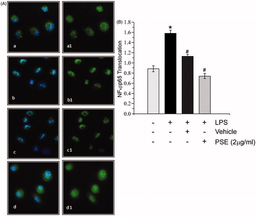 Figure 8. Microscopic evaluation of the effect of PSE on NF-κB translocation on primary macrophages (Magnification: 60×). (A) Cells were immunostained with NF-κB tagged with Alexa 488 (green/grey hue) and were counter-stained with DAPI (nuclear stained, blue/white hue). Macrophages were pre-treated with PSE (2 µg in 1:10 dilution with DMSO) for 6 h followed by LPS stimulation for 18 h. (a and a1) Normal control; (b and b1) LPS-treated; (c and c1) Vehicle control (DMSO + LPS); and (d and d1) PSE-treated. [a, b, c, d: Merged images of Alexa488 (green/grey hue) and DAPI (nuclear stain, blue/white hue); a1, b1, c1, d1: NF-κB tagged with Alexa488 (green/grey and white hue)]. (B) Images were analyzed (Image J v1.46 software)—ROI analysis was performed and translocations of NF-κB were represented by Alexa488 nucleus:cytoplasm intensity ratios measured from images like those shown in a1, b1, c1, and d1. Values shown as mean ± SE (n = 6). Value significantly different vs: *Normal (no LPS, no vehicle, no PSE); or #LPS-only control (p < 0.05).