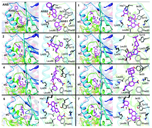 Figure 3. Predicted binding modes of compounds 1–7 in the allosteric pocket of CDK2, highlighting (left) the location of each compound in the overall fold, (right) the close up of the allosteric site with selected residues interacting with the ligands. For comparative purposes, the first box shows the binding mode of the 2 ANS molecules present in the crystal structure of the binary complex (PDB code 1PXF).