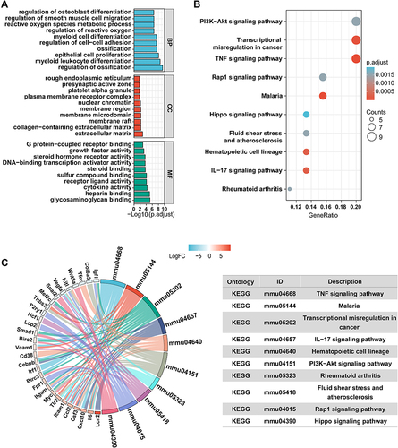 Figure 2 Enrichment Analysis of Overlapped Target. (A) Gene ontology (GO) enrichment analysis for key targets (Top 10 were listed). (B) KEGG pathway enrichment analysis of key targets (Top 10 were listed); the abscissa label represents GeneRatio. (C) KEGG pathway analysis and related genes (Top ten were listed).