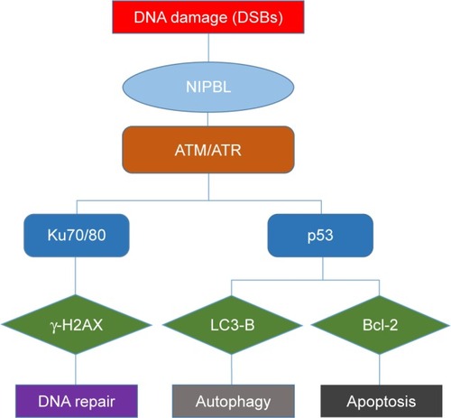 Figure 4 Potential processes when cells suffer DNA damage.