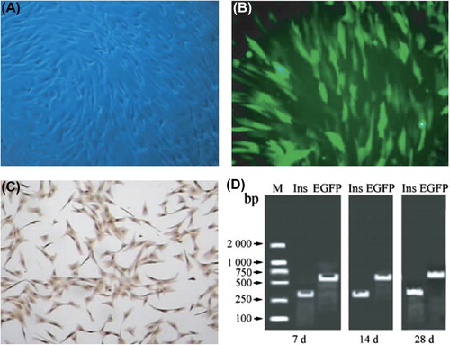 Figure 2. Preparation of GFP-labeled β-like cells. (A) Morphology of BMSCs under an inverted fluorescent microscope (× 40); (B) EGFP expression in β-like cells after stable transfection (green fluorescence excited at 488 nm, × 40); (C) results of immunohistochemical staining of β-like cells (× 40); D: RT-PCR results of β-like cells, 7, 14, and 28 days after stable transfection.