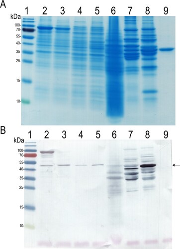Figure 4. The reactivity of MAb 6E4 with enolases from different organisms. A: SDS-PAGE, B: Western blot with MAb 6E4. Lane 1: protein molecular weight marker; lane 2: MBP-Eno in E. coli Tuner (DE3) cell lysate; lane 3: MBP-Alt a 6 in E. coli Tuner (DE3) cell lysate; lane 4: E. coli DH10B cell lysate; lane 5: E. coli Tuner (DE3) cell lysate; lane 6: the Baker‘s yeast extract; lane 7: in-house prepared chicken extract; lane 8: in-house prepared pork extract; line 9: recombinant purified MBP protein. The migration position of enolases indicated by an arrow.
