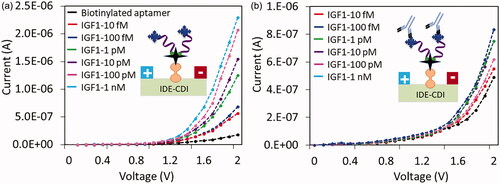Figure 5. (a) Detection limit of IGF1 on aptamer modified surface. Different concentrations of IGF1 were interacted on aptamer surface, the current changes were noticed. With increasing concentrations, the current levels were gradually increased. (b) Sandwich with antibody. 200 nM of antibody was interacted on aptamer-IGF1 (10 fM to 1 nM) modified surfaces, the current levels were recorded. With increasing IGF1, the levels of current were gradually decreased. Diagrammatically represented by the figure insets.