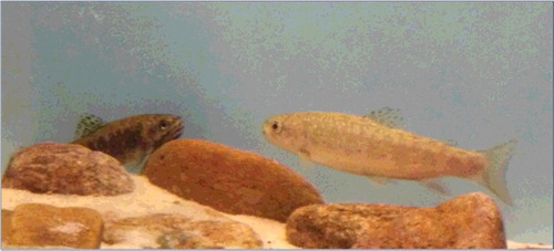Figure 3. Picture depicting the social hierarchy present in brook trout. The dominant fish pictured on the right is lightly colored and better matching the predominantly sandy substrate than subordinate fish displaying a dark body and seeking refuge near hiding cover (Photo credit: Kyle Snow).