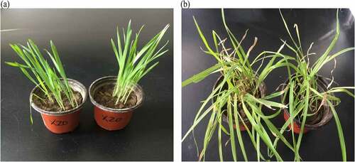 Figure 1. Bacterial strain X20 control (a) and experimental group (b) of wild oat plants