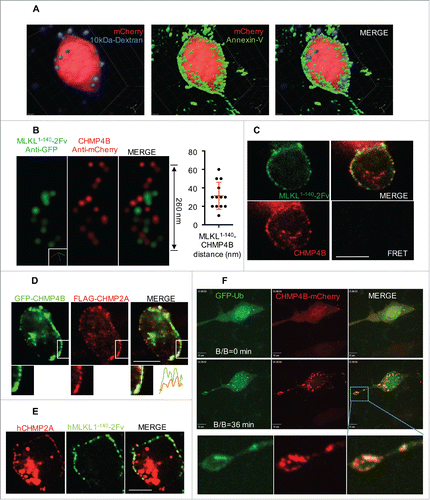 Figure 4. Plasma membrane shedding is mediated by ESCRT machinery during necroptosis. (A) Z-stack confocal microscope images of RIPK3-2Fv-NIH3T3 cells, treated with 100 nM B/B. Cells expressed mCherry (red) and were stained with AnnV-AF488 (green) and 10 kDa Dextran-NH2-AF647 (violet). (B) STORM images of the colocalization of CHMP4B and MLKL1-140-2Fv. Dox-inducible hMLKL(1-140)-2Fv-Venus in mlkl−/− MEF, stably expressed with hCHMP4B-mCherry, were treated with 2 μg/mL Dox overnight, followed by 25 nM B/B for 15 min. STORM was performed after anti-GFP and anti-mCherry immunostaining. The distance between CHMP4B and MLKL signals is shown on the right. (C) Confocal microscope images and FRET analysis of the cells in (B). Scale bar = 10 μm. (D) Confocal microscope images of RIPK3-2Fv-NIH3T3 cells, stably expressing flag-CHMP2A and transiently transfected with GFP-CHMP4B, treated with 100 nM B/B for 30 min. Scale bar = 10 μm. Lower panel shows the enlargement of indicated box, as well as the fluorescent intensities along the dashed line. (E) Confocal microscope images of Dox-inducible hMLKL(1-140)-2Fv-Venus in mlkl−/− MEF, stably expressing mCherry-flag-hCHMP2A, treated with 2 μg/mL Dox overnight, followed by 25 nM B/B for 15 min. Scale bar = 10 μm. (F) Time lapsed confocal images of RIPK3-2Fv-NIH3T3 cells, stably expressing hCHMP4B-mCherry and transiently transfected with GFP-Ubiquitin (Ub), treated with 100 nM B/B. Scale bar = 10 μm. Lowest panel shows the enlargement of indicated box.