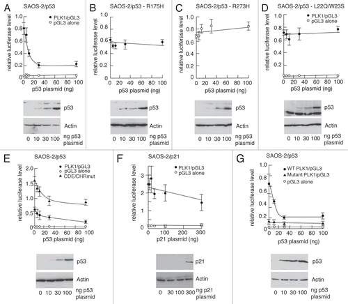 Figure 8 p53 represses expression of the PLK1 promoter. SAOS-2 cells were transfected in triplicate with increasing amounts a plasmids encoding wild-type or mutant p53 or p21, together with promoter/(Firefly) luciferase vectors containing a wild type or mutated PLK1 promoter and, as an internal standard, a plasmid expressing Renilla luciferase. Cell extracts were made 24 h after transfection and the levels of luciferase were determined. The graphs show the ratios of firefly luciferase/Renilla luciferase with error bars representing the standard deviations. Western blots shown under each graph show representative increases in the levels of expression of p53 or p21 with actin as loading control.