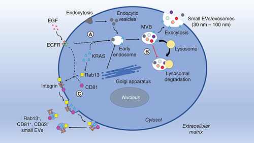 Figure 1. Kirsten rat sarcoma virus-associated endosomal networking for extracellular vesicles biogenesis. (A) Exposure to EGF promotes sorting of KRAS to early and late endosomes. (B) KRAS on the late endosomal membrane suppresses endosome-lysosome fusion and facilitates maturation of late endosome into MVBs to release small vesicles into the extracellular matrix. (C) KRAS promotes localization of Rab13, CD81 and EGFR at plasma membranes, resulting in release of Rab13+, CD81+, EGFR+ and CD63- small EVs through membrane budding [Citation33,Citation35].EVs: Extracellular vesicles; KRAS: Kirsten rat sarcoma virus protein; MVBs: Multivesicular bodies.
