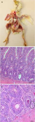 Figure 4. Gross and histologic lesions observed in chickens infected with CAstV isolate UPM1019/2018 at 6 and 9 dpi. (A) Chalky white urate deposit on the heart (black arrow) with visceral gout thin membranous covering (red arrow). (B) Cyst-like formation (black arrow) in the crypt of Lieberkühn. (C) Cellular like debris in the crypt with adjacent degenerate cells (circle). Stained with H & E; Scale bar C = 100 µm; D = 50 µm.