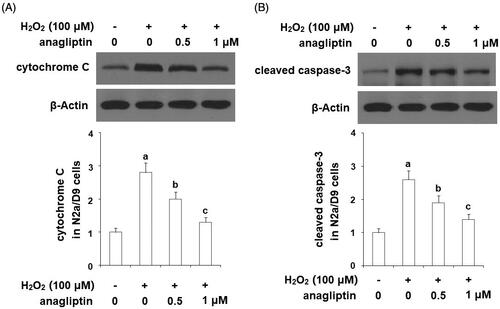 Figure 9. Anagliptin prevents the leakage of cytochrome C from mitochondria into cytosol and activation of caspase-3. N2a/Swe.D9 cells were stimulated with H2O2 (100 μM) with or without anagliptin (0.5, 1 μM) for 24 h. (A) Levels of cytochrome C in the cytosol. (B) Cleaved caspase-3 (a, b, c, p < .01 vs. the previous group).