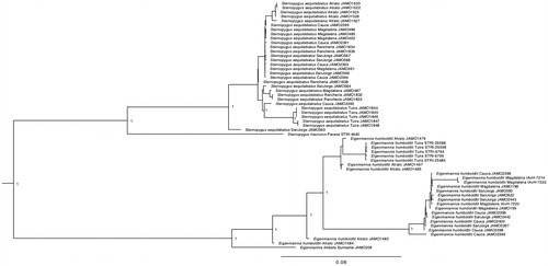 Figure 1. Molecular phylogeny of four South American electric knifefishes based on complete mitogenome. Support values at each node are Bayesian posterior probabilities. Branch label include information about sampled basin and tissue availability (JAMO: Pontificia Universidad Javeriana; IAvH: Instituto de Investigaciones Alexander von Humboldt; STRI: Smithsonian Tropical Research Institute).