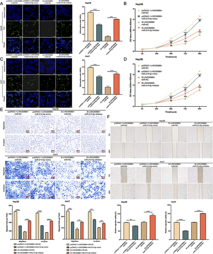 Figure 7 miR-214-5p upregulation attenuates the impact of LINC00886 overexpression on HCC progression. (A-D) Edu (Scale bar, 100 µm) and CCK-8 assays were applied to access proliferative potential of HCC cells after transfection of Si-LINC00886+miR-NC, pcDNA3.1-LINC00886+miR-NC, Si-LINC00886+miR-214-5p inhibitor or pcDNA3.1-LINC00886+miR-214-5p mimic into Hep3B and Huh7 cells. (E and F) Migrated and invaded cells was evaluated via Transwell (Scale bar, 50 µm) and Scratch assays (Scale bar, 200 µm). **P<0.01, ***P<0.001, ****P<0.0001, respectively. ###P<0.001, ####P<0.0001, respectively.