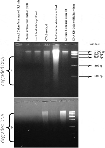 Figure 3. Agarose gel electrophoresis of total DNA isolated from brand 2 of Tunisian turkey salami using Bardakchi and Skibinski1 with homogenization using only 3.5 ml of acqueous phase (Protocol 2) (lane 1), Bardakchi and Skibinski1 with homogenization using the rest of the acqueous phase (Protocol 3) (lane 2), NaOH extraction protocol (Protocol 1) (lane 3), CTAB method (Protocol 4) (lane 4), Choloroform extraction method (Protocol 5) (lane 5) and DNeasy blood and tissue kit (Protocol 6) (lane 6). Lane 7: DNA KB-Ladder includes 9 fragments ranging from 0.5 to10 kilobases (kb) (BioBasic Inc). (a) using the same volume of 10 µl for all DNA extract; b: using the same concentration of 200 ng for all DNA extract1Phenol Chloroform Isoamyl alcohol protocol corresponding to Bardakci and Skibinski protocol.