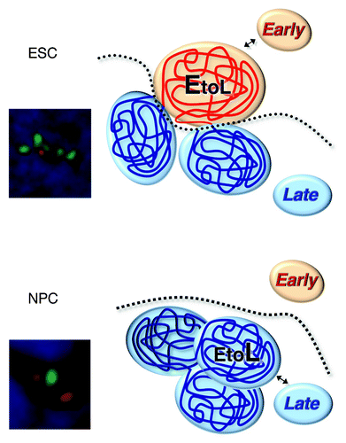 Figure 1. A model for chromatin reorganization associated with a subnuclear compartment switch.Citation12 In pluripotent stem cells, domains subjected to EtoL regulation partially unfold and move into the early-replicating subnuclear chromatin interaction compartment, where they are suppressed from interacting with late-replicating chromatin, even neighboring late-replicating domains. During differentiation, these domains retract and acquire a similar spatial compaction to surrounding domains. In this configuration, they interact more frequently with late-replicating chromatin including neighboring domains, while, at the same time, retaining the identity of their self-interacting unit boundaries. FISH images show chromatin organization of the Dppa2/4 domain in ESCs and NPCs. Several FISH probes (red for the neighboring late domains and green for the entire early domain) were hybridized and detected simultaneously in ESCs and NPCs nuclei to visualize chromatin organization of the Dppa2/4 domain.