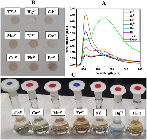 Figure 4. (A) UV–visible spectra of AgNPs with different metal ions (10−3 M) in aqueous solution (B) and (C) paper-based colorimetric sensing and images of selective sensing of Hg2+ ion by AgNPs in aqueous solution.