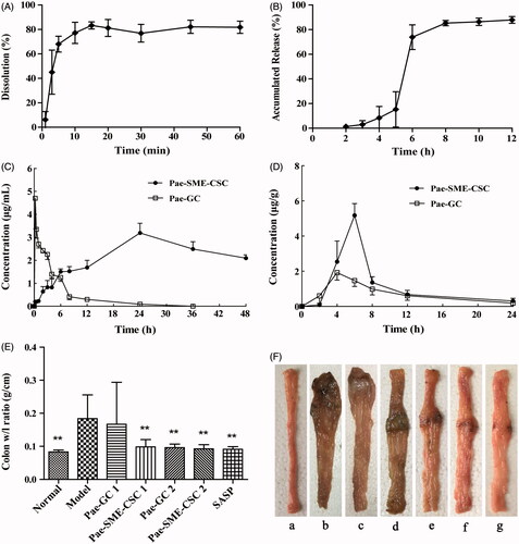 Figure 2. (A) Dissolution curves of Pae-SMEDDS in PBS (pH 7.8) (n = 3). (B) Release curve of Pae-SME-CSC in vitro (mean ± SD, n = 6). (C) Mean plasma concentration–time profiles of paeonol after intragastric administration of Pae-GC and Pae-SME-CSC (mean ± SD, n = 6). (D) Mean tissue concentration–time profiles of paeonol in the colon after intragastric administration of Pae-GC and Pae-SME-CSC (mean ± SD, n = 5). (E) Colon weight/length ratio in the seven groups (n = 10). Values are statistically significant at *p < 0.5 versus the model group, **p < .01 versus the model group. (F) Macroscopic damage changes of the distal colon in the seven groups (n = 10): (a) normal group, (b) model group, (c) Pae-GC 1 group, (d) Pae-SME-CSC 1 group, (e) Pae-GC 2 group, (f) Pae-SME-CSC 2 group, and (g) SASP group.